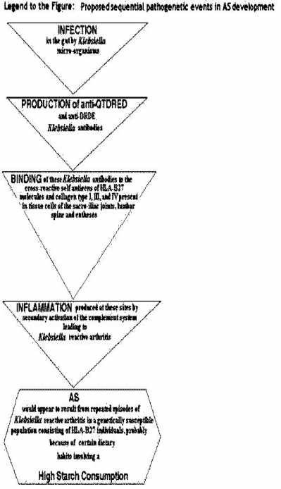 Proposed sequential pathogentic events in AS development